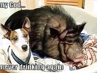 Funny pics and memes (1)
