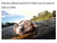 Funny pics and memes (1)