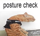 Funny pics and memes (17)