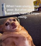 Funny pics and memes (17)