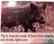 Funny pictures make the world go around