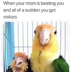 Please steal these memes