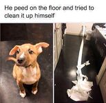 Good memes and bad tweets 5