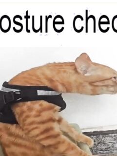 Funny pics and memes (17)