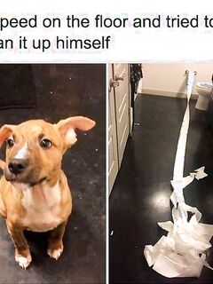 Good memes and bad tweets 5