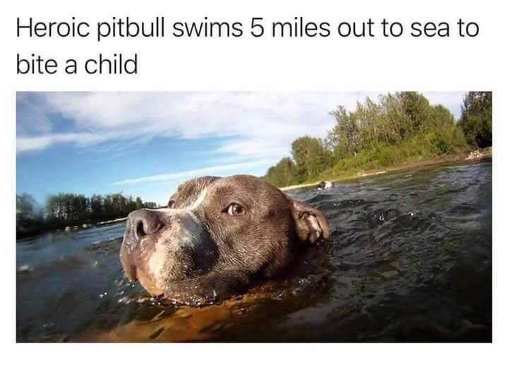 Funny pics and memes (1)