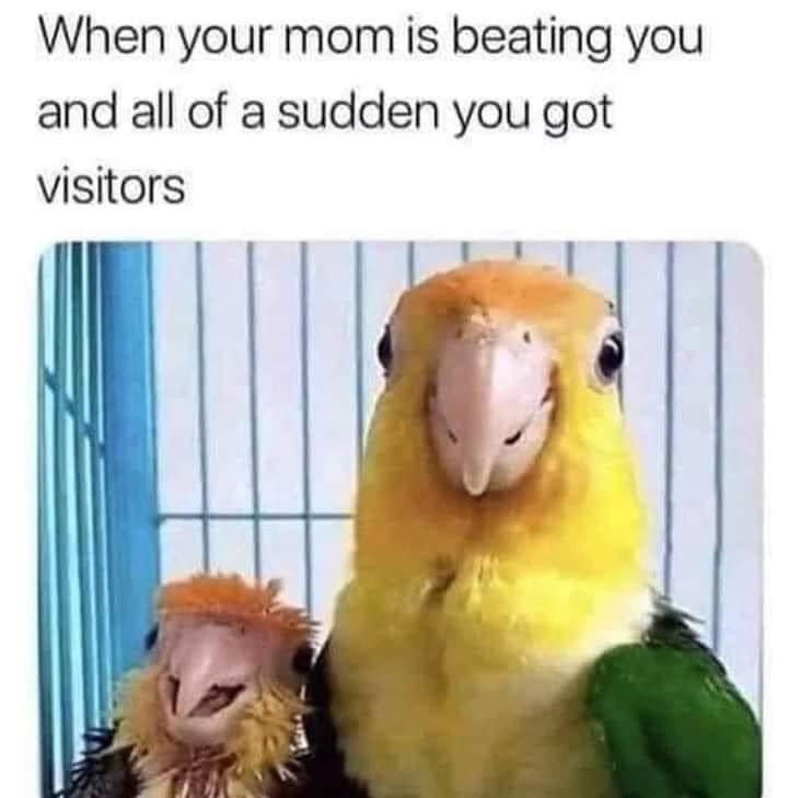 Please steal these memes