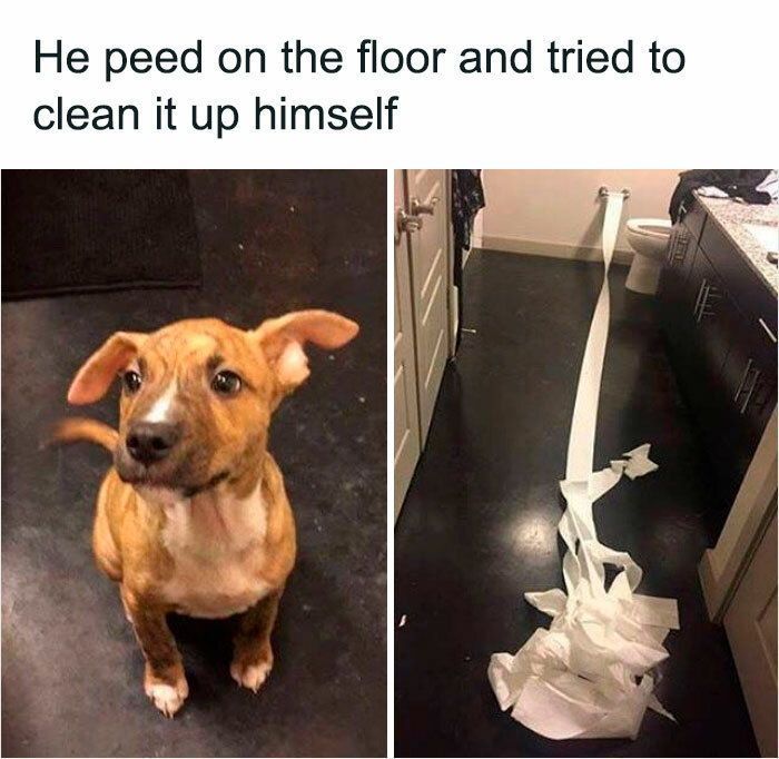 Good memes and bad tweets 5