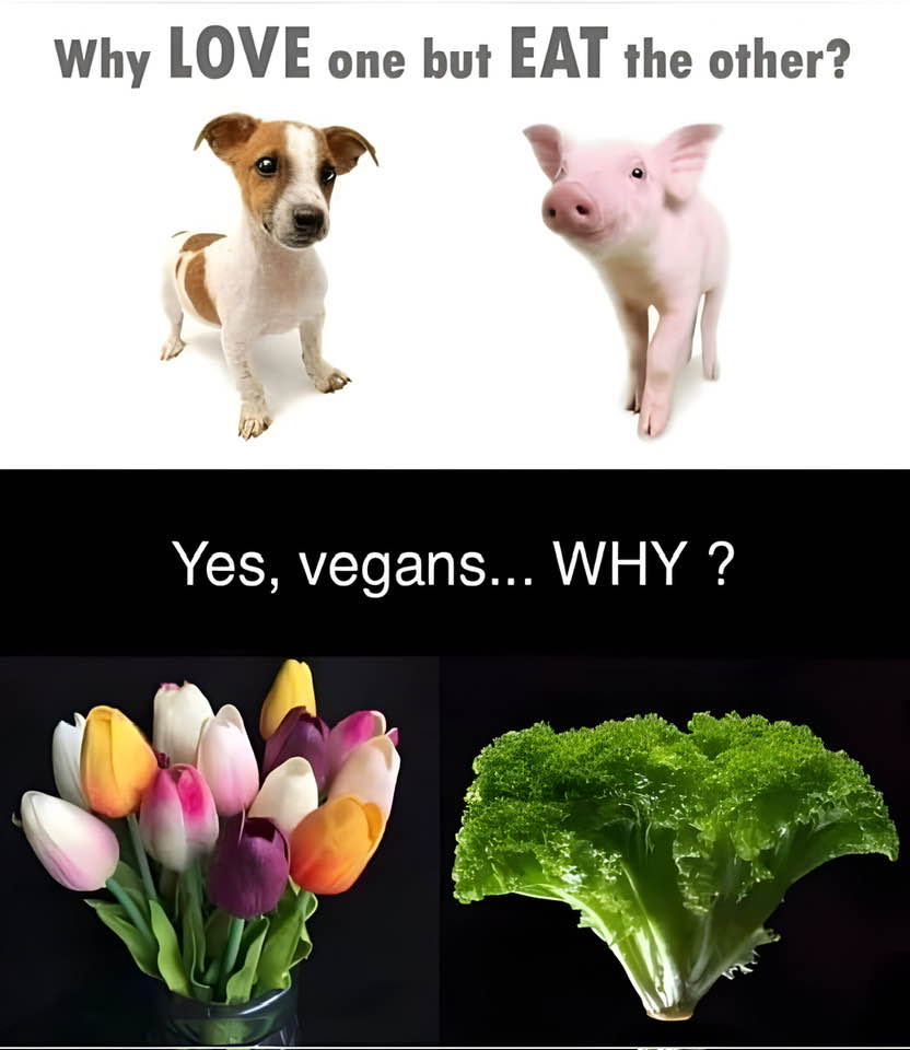 Just good funny memes