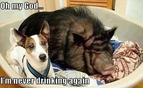 Funny pictures 10