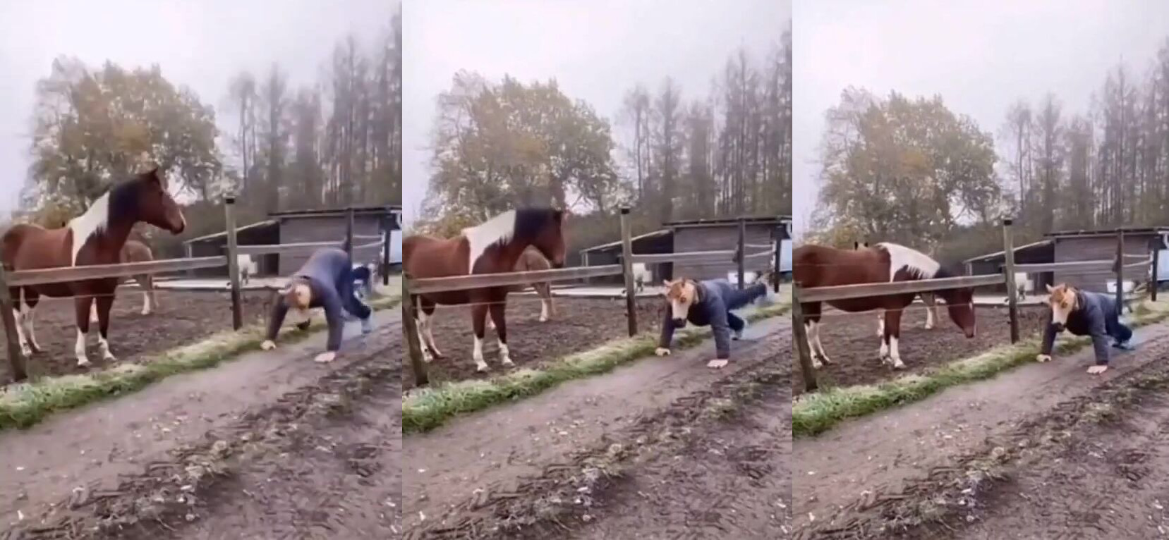 Horse Is Very Confused in Funny Animal Video (VIDEO)