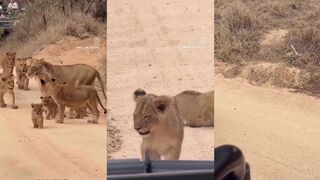 Baby lions capture everyone's heart in cute video