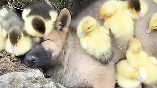 Puppy thinks it's one of them