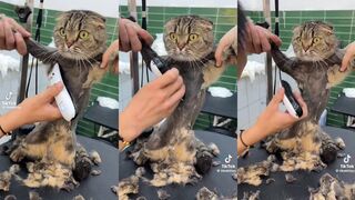 Why would a cat ever need to be shaved?
