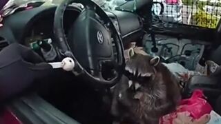 Raccoon holding meth pipe has cops cracking up