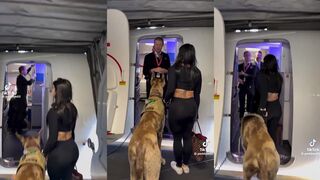 Woman brings dinosaur-sized dog onto plane