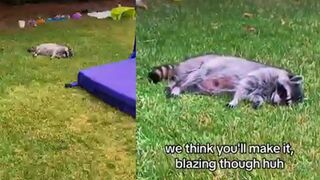 Raccoon accidentally eats an edible, gets completely stoned