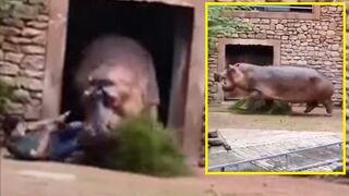 Hungry hippo almost ate the zoo worker