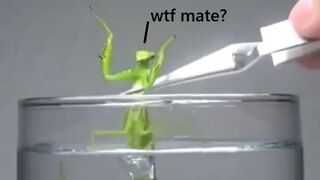 Putting a Praying Mantis in water to get the parasite out