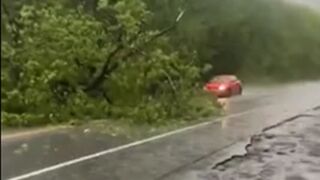 Woman drives STRAIGHT INTO A TREE that fell into the road