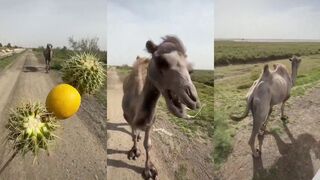 Camel’s reaction to being tricked into eating a lemon