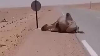 Truck driver stops to give water to thirsty camel