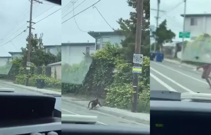 Future doctor jumps out window naked, gets hit by car