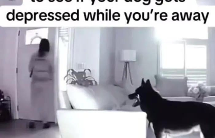 Look what dog does when she leaves!
