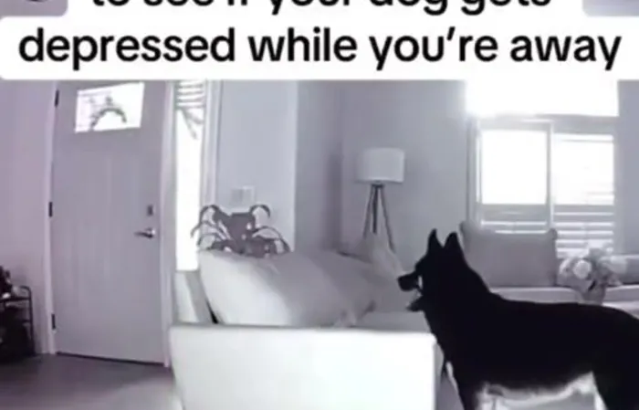 Look what dog does when she leaves!