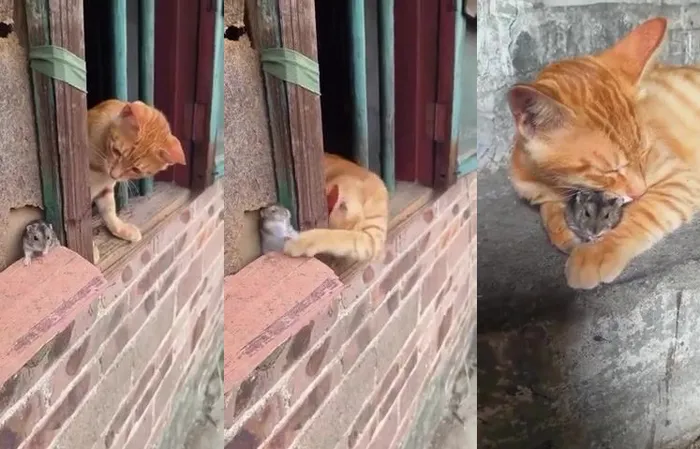 Real life Tom and Jerry?