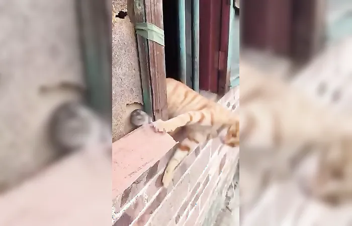 Real life Tom and Jerry?