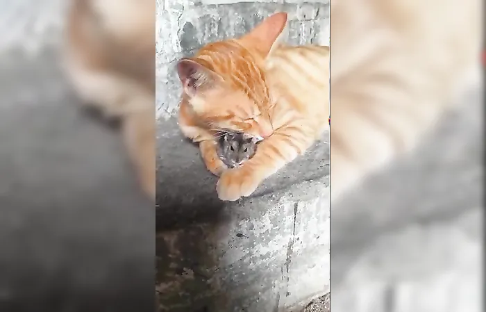 Real life Tom and Jerry?