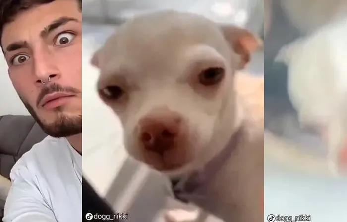 Check out this dog!