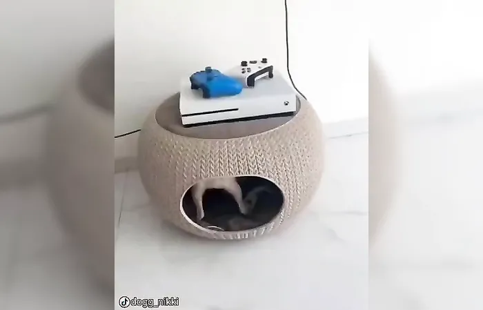 Check out this dog!