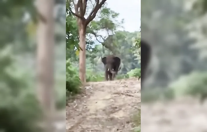He said don't get too close, but she didn't listen and got MESSED UP