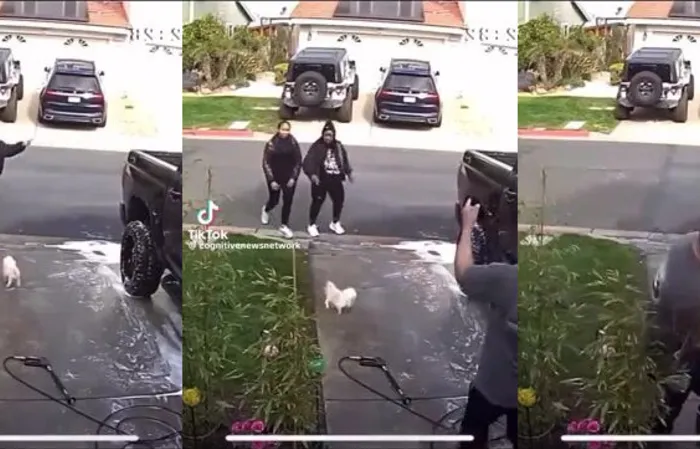 Police investigate woman accused of KICKING DOG during altercation