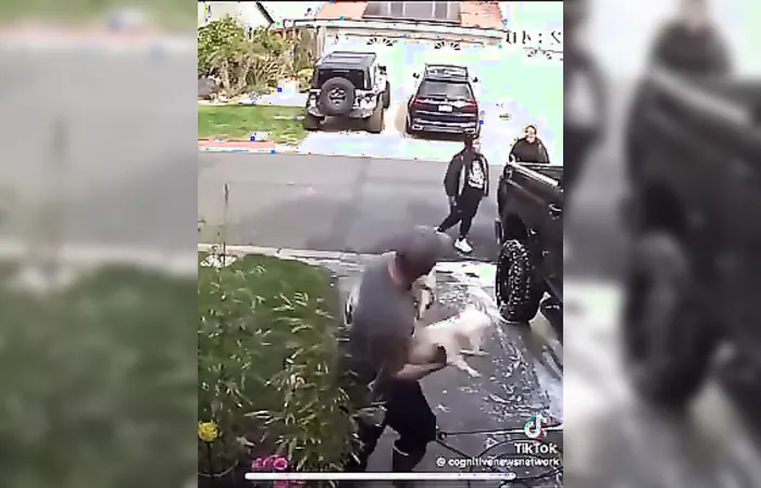 Police investigate woman accused of KICKING DOG during altercation