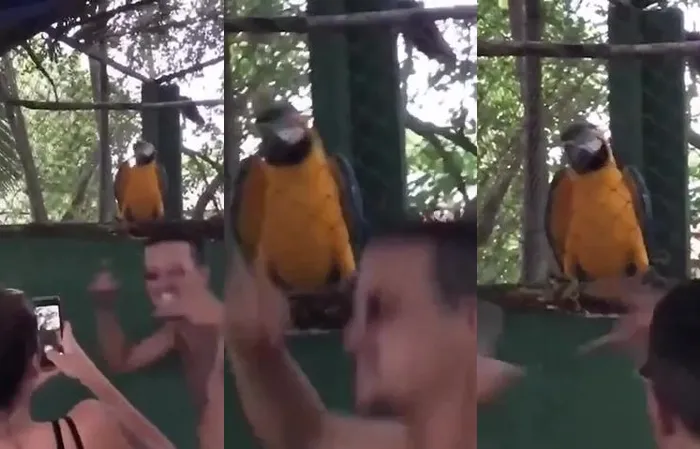 Parrot dances to rave music
