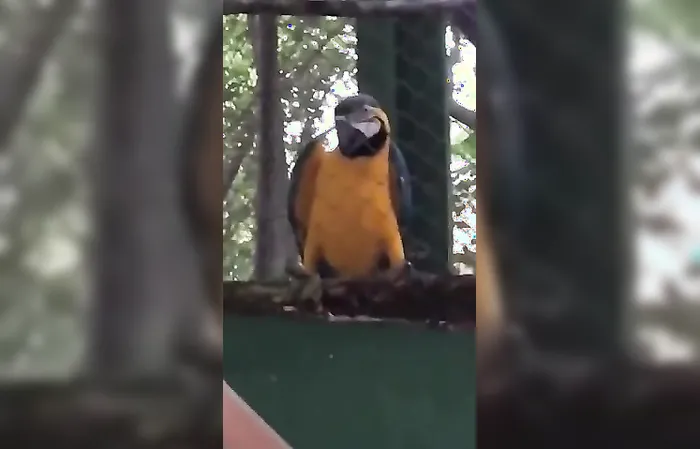 Parrot dances to rave music