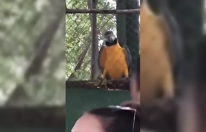 Parrot dances to rave music