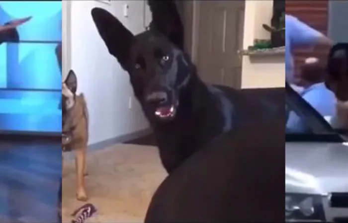 Funny Michelle Obama meme video