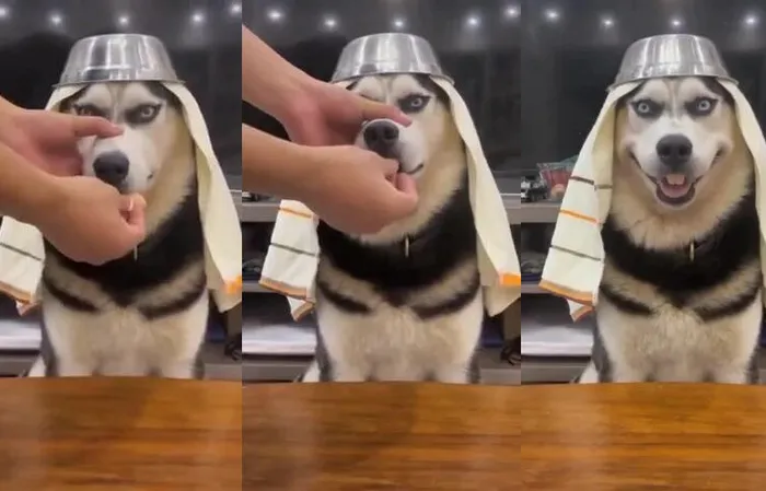 Dog has perfect smile in funny viral video