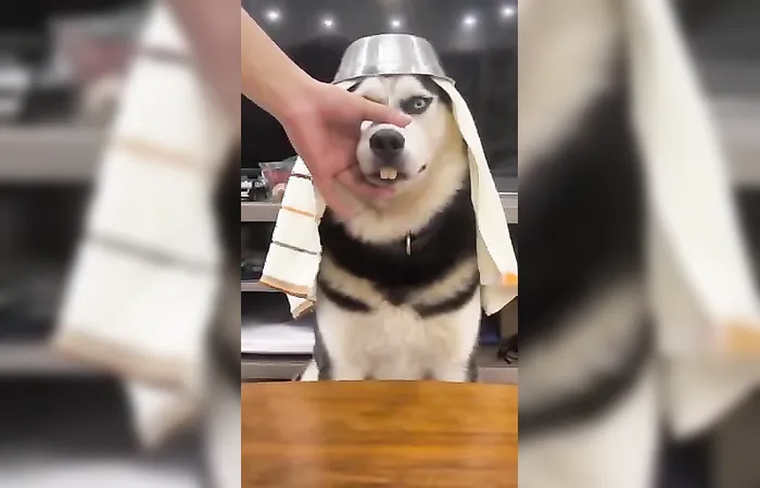 Dog has perfect smile in funny viral video