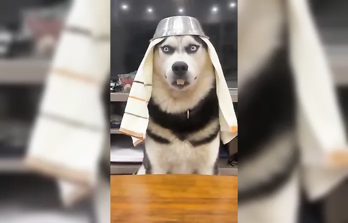 Dog has perfect smile in funny viral video
