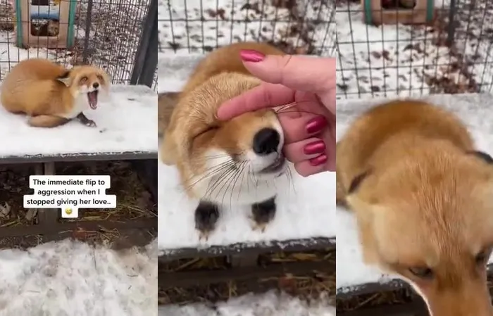 This fox loves humans
