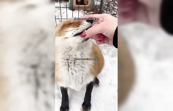 This fox loves humans