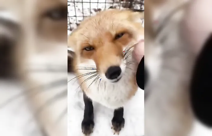 This fox loves humans