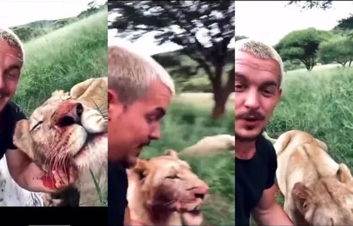 Dude hangs out with lions while they're eating