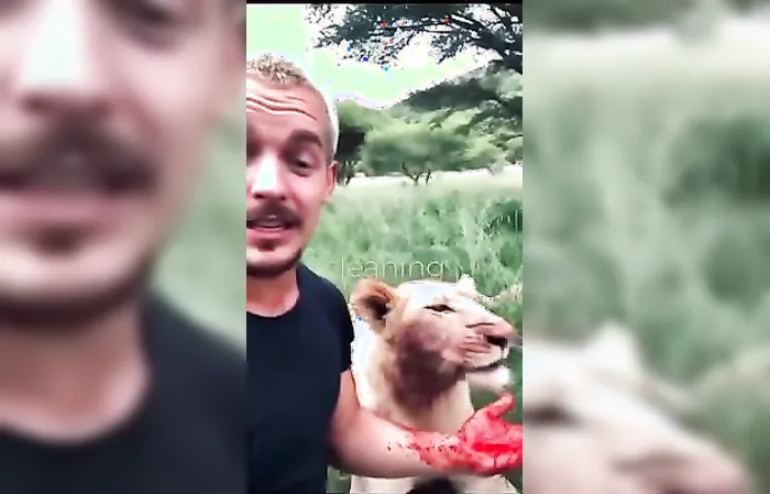 Dude hangs out with lions while they're eating