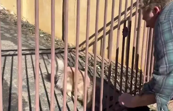 Fire victim reunited with missing dog after home burned down